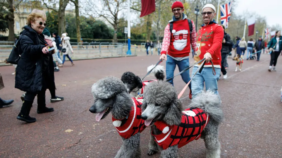 Dogs in Christmas jumpers parade in London