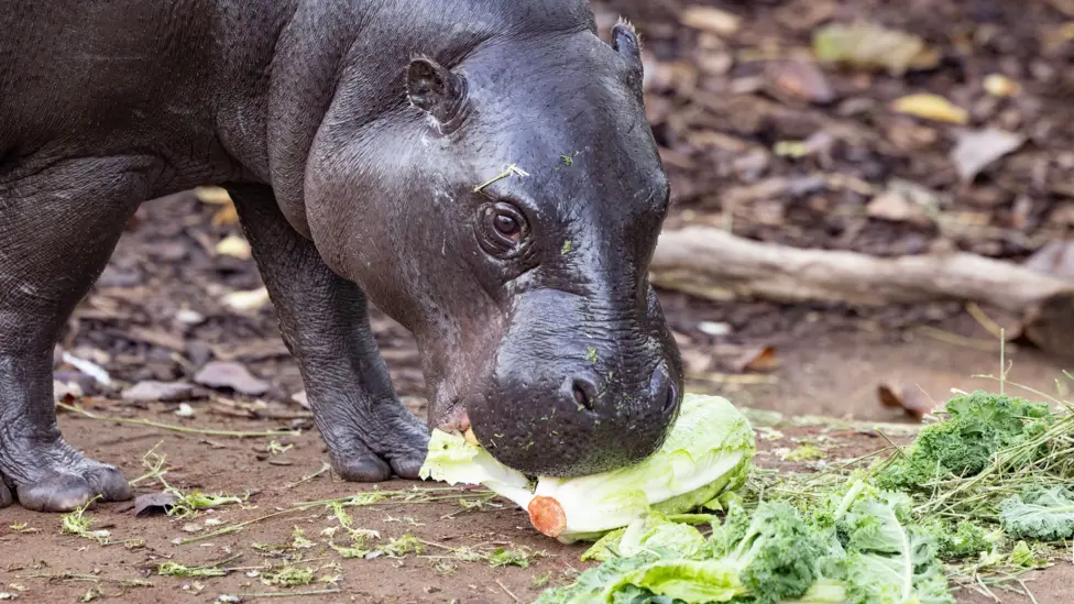 Fruit and veg sellers marked the 50th anniversary of New Covent Garden Market by sending some of their produce to their regular customers - the animals at London Zoo.