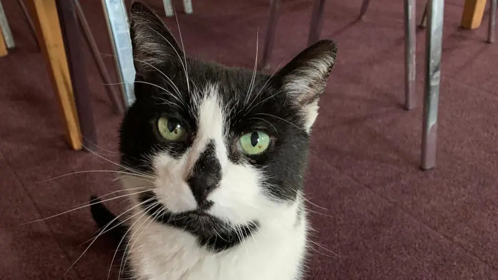 Ambulance station cat saved from eviction