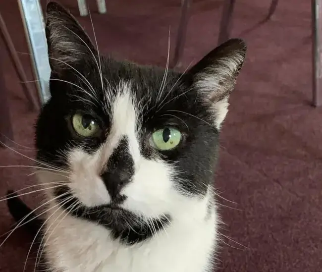 Ambulance station cat saved from eviction