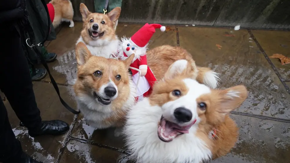 Corgis in Christmas jumpers