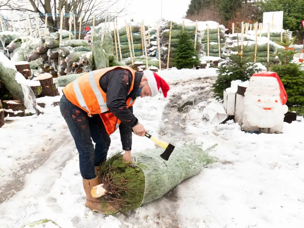 Met Office forecasts a 'green Christmas' in the UK