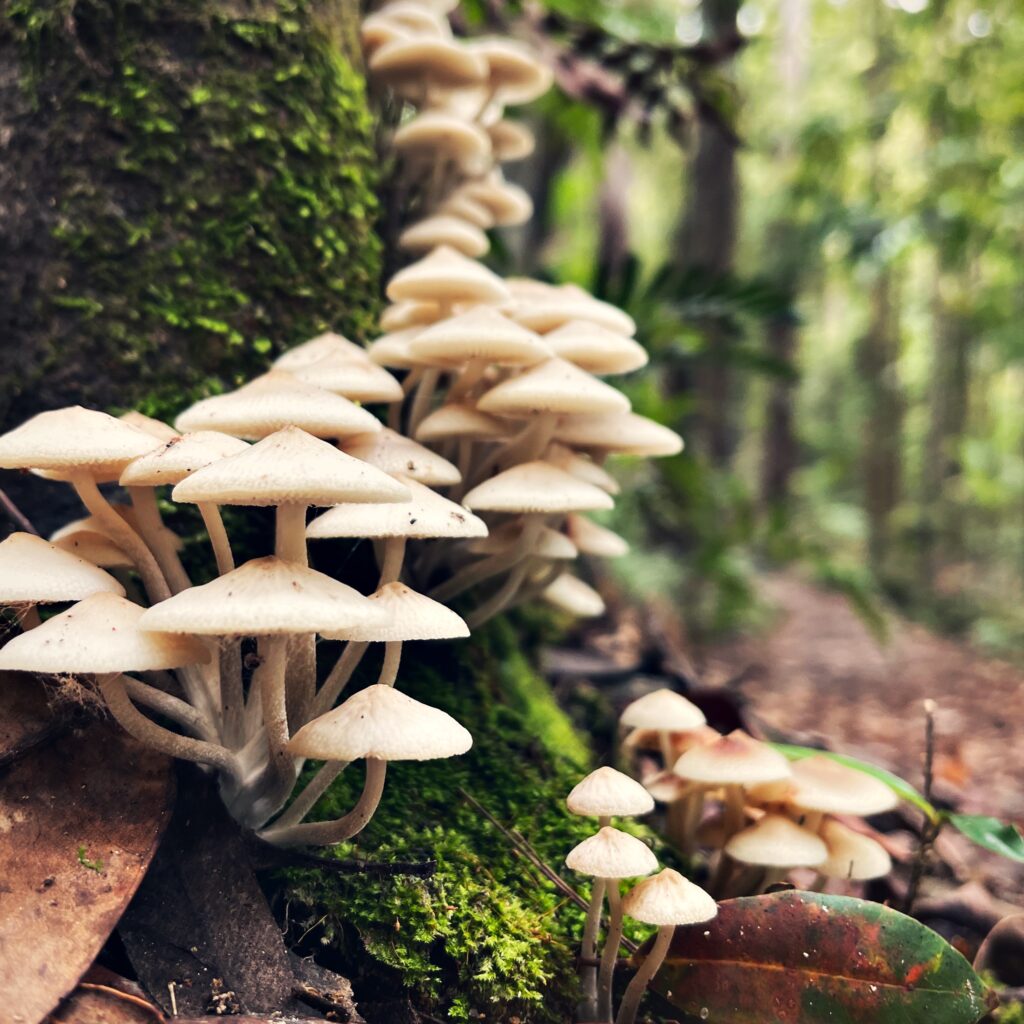 Do mushrooms have superpowers Here's what the science says